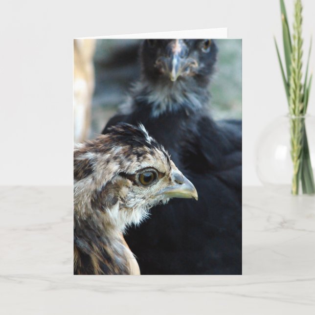 Tarjeta Chicas mixtas de Barnyard (Anverso)