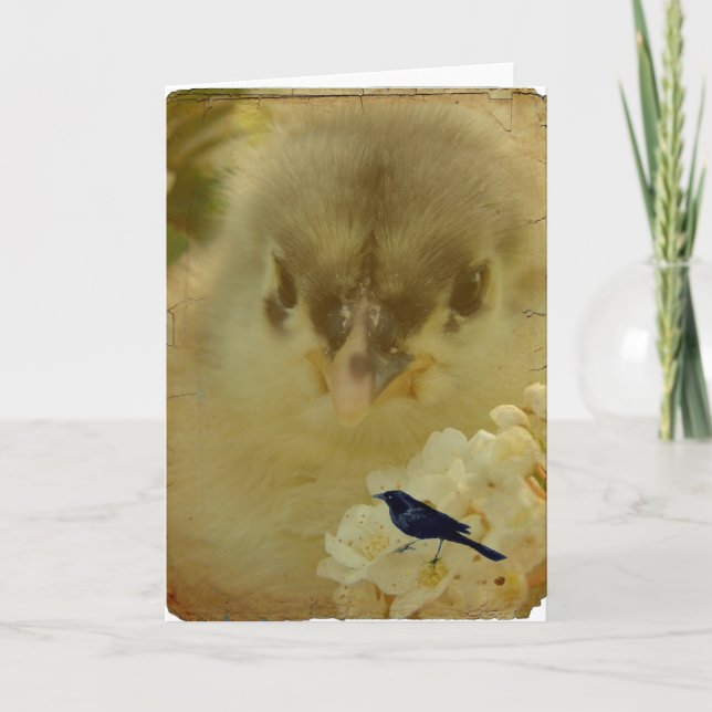 Tarjeta Chick (Anverso)