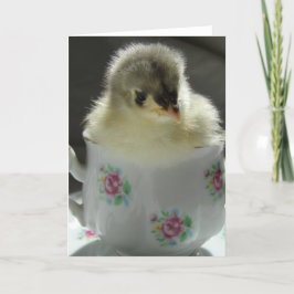 Tarjeta Chick de Cochin Azul en un vaso de agua