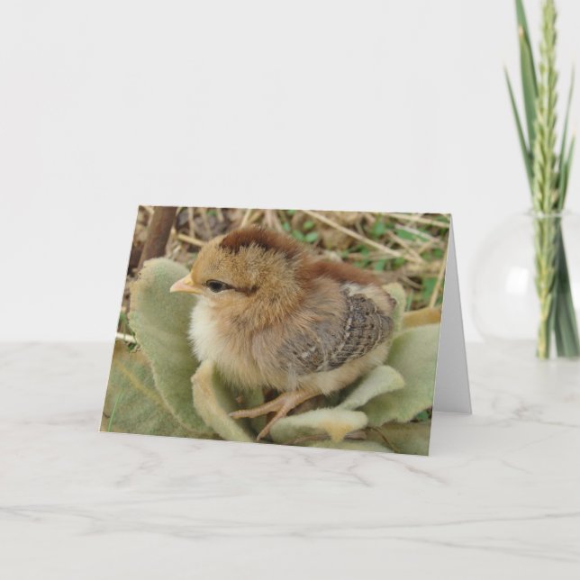 Tarjeta Chick on Fluffy Weed Leaves All Occasions  (Anverso)