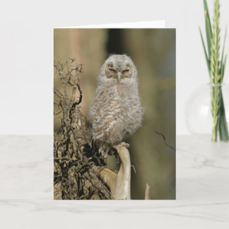 Tarjeta Chick Tawny