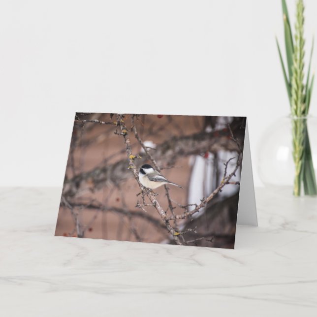 Tarjeta Chickadee (Anverso)