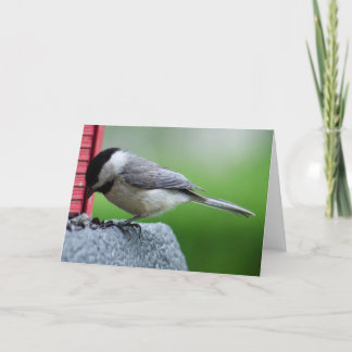 Tarjeta Chickadee