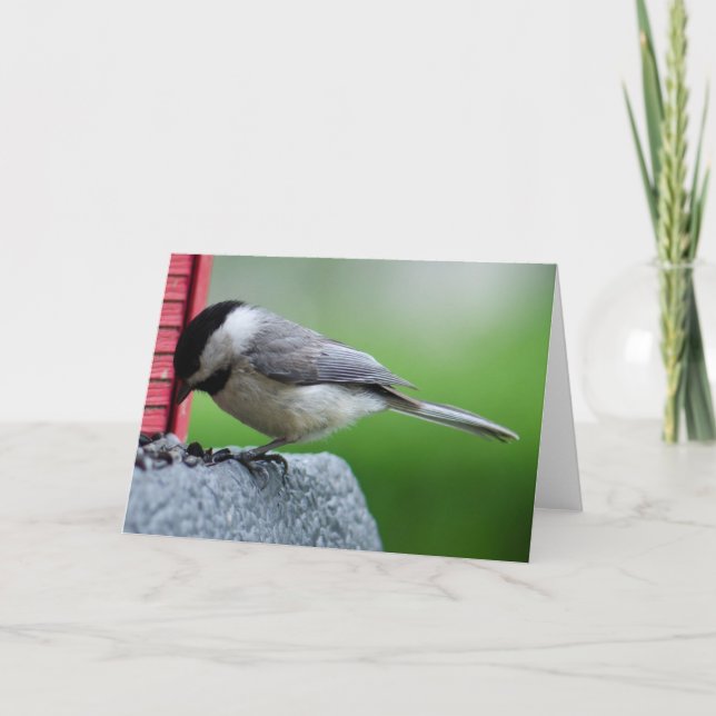 Tarjeta Chickadee (Anverso)