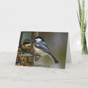 Tarjeta Chickadee En El Alimentador De Pájaros