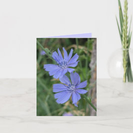 Tarjeta Chicory Flower Card