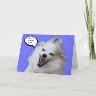 Tarjeta Chihuahua larga de risa del pelo por el foco para