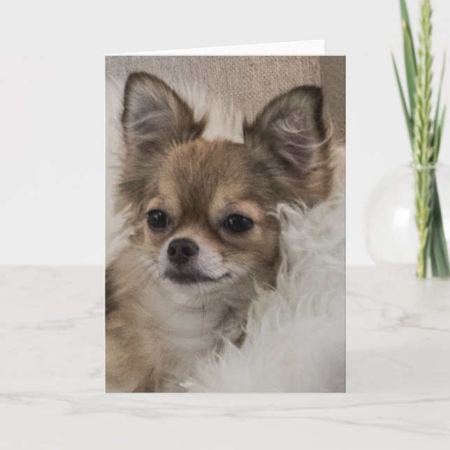 Tarjeta Chihuahua Mimado Relajándose (Anverso)
