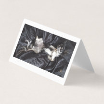 Chihuahua sobre la seda negra