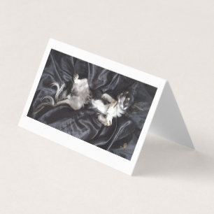 Tarjeta Chihuahua sobre la seda negra