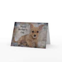 Chihuahua/Yorkie Puppy