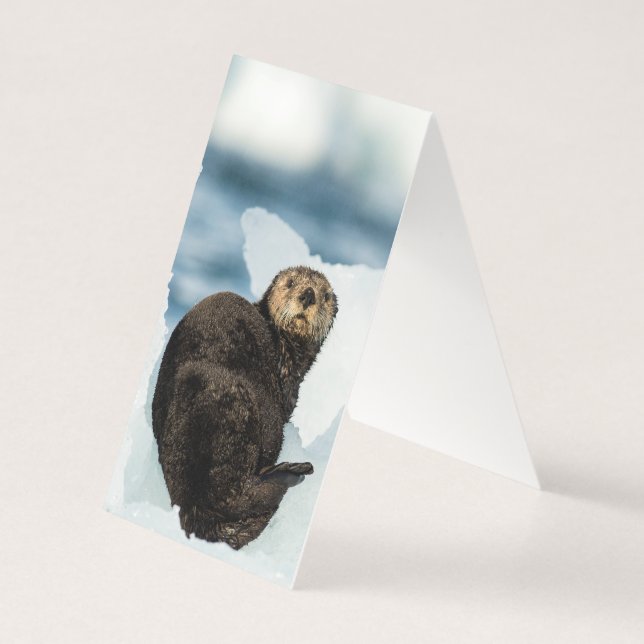 Tarjeta Chilly Sea Otter (Reverso)
