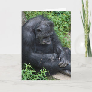 tarjeta chimpancé triste
