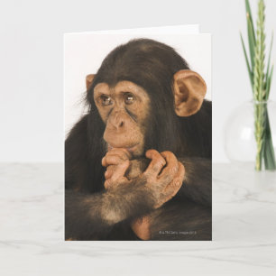 Tarjeta Chimpancé (trogloditas de la cacerola). Playfull