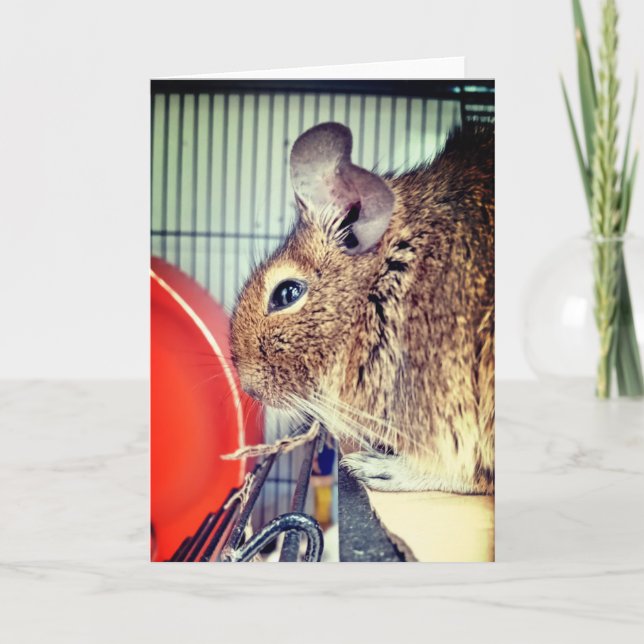 Tarjeta Chinchilla (Anverso)