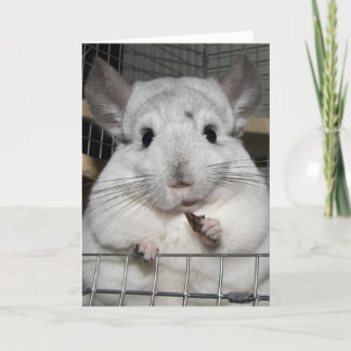 Tarjeta ¡Chinchilla que mordisca una pasa!