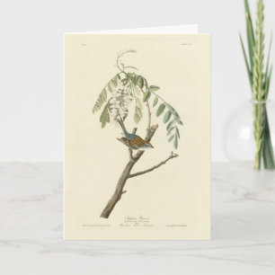 Tarjeta Chip Sparrow de los pájaros estadounidenses de Aud