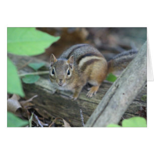 Tarjeta Chipmunk