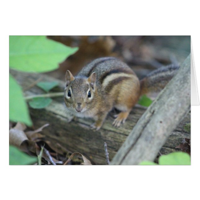 Tarjeta Chipmunk (Anverso (Horizontal))