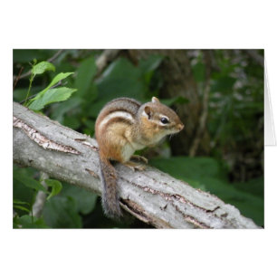 Tarjeta Chipmunk