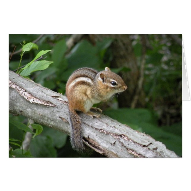 Tarjeta Chipmunk (Anverso (Horizontal))