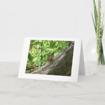 chipmunk, Jardín Botánico de Nueva York