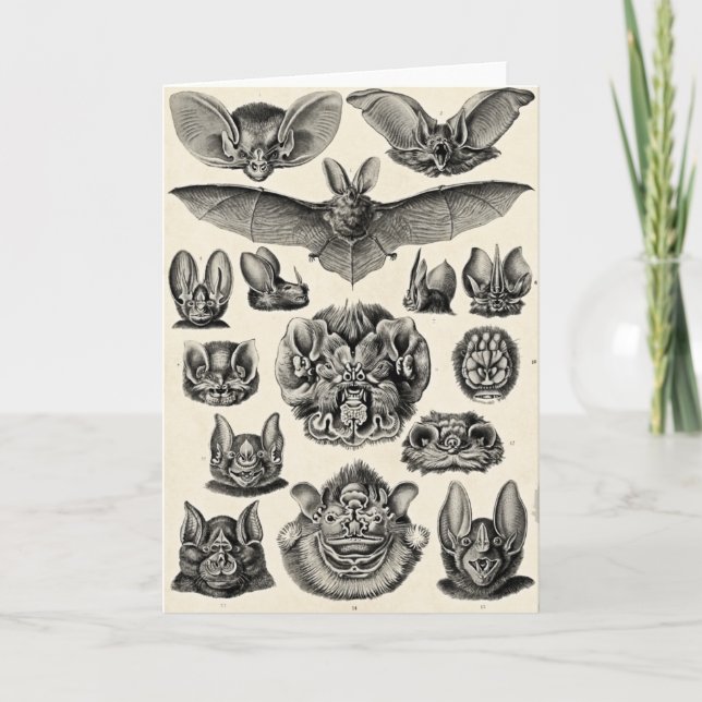 Tarjeta Chiroptera de Haeckel (Anverso)