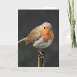 Tarjeta Chirpy Robin