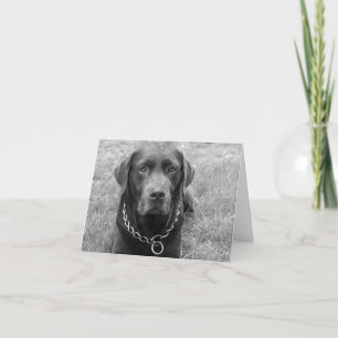 Tarjeta Chocolate Labrador Recuperador Puppy Dog Note Card