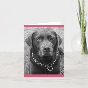 Tarjeta Chocolate Labrador Recuperador Puppy Dog Note Card