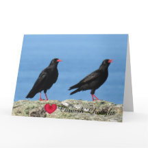 Chovas rojas (Grajas) Pyrrhocorax pyrrhocorax