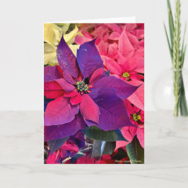 Tarjeta Christmas Poinsettias