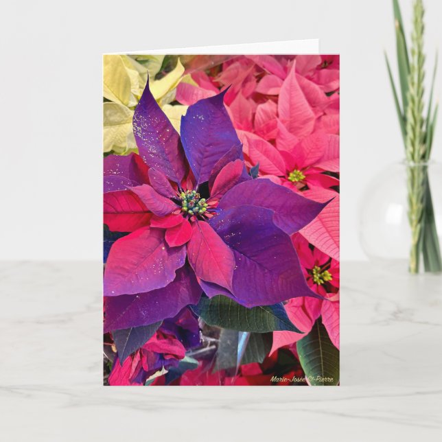 Tarjeta Christmas Poinsettias (Anverso)