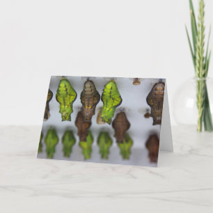 Tarjeta Chrysalis Birthday Card