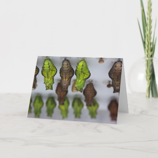 Tarjeta Chrysalis Birthday Card (Anverso)