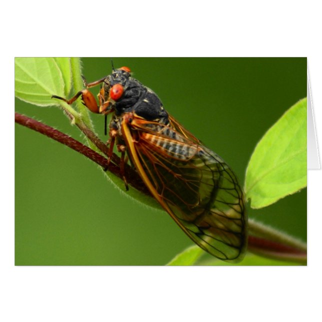 Tarjeta Cicada (Anverso (Horizontal))