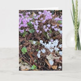 Tarjeta ciclamen de otoño entre hojas en blanco