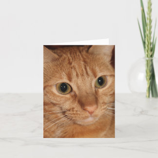 Tarjeta Cierre anaranjado de la cara del perfil del gato