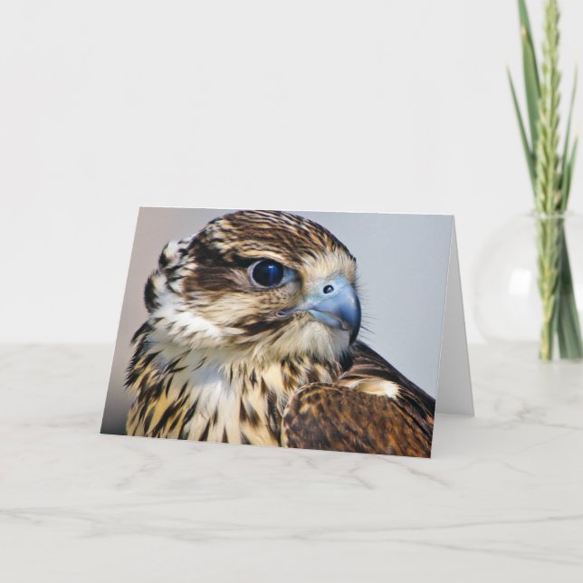 Tarjeta Cierre de halcón en perfil (Anverso)