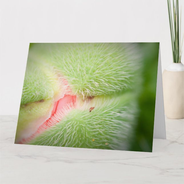 Tarjeta Cierre de Poppy (Anverso)