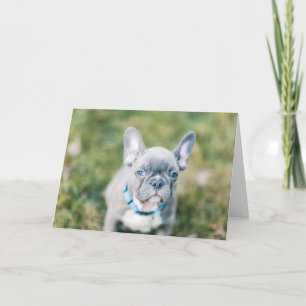 Tarjeta Cierre de un Bulldog francés