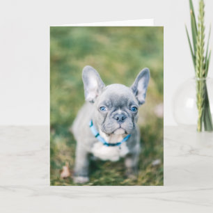 Tarjeta Cierre de un Bulldog francés