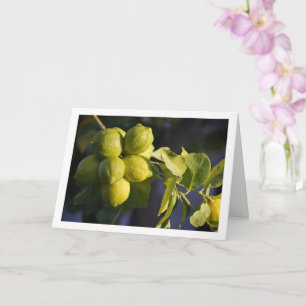 Tarjeta Cierre del árbol de limón