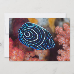 Tarjeta Cierre del Emperador Angelfish