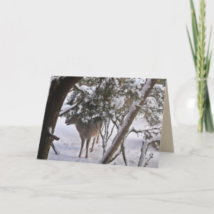 Tarjeta Ciervo de Navidad, Reno, Fotografía