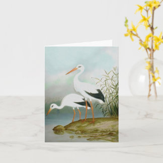 Tarjeta Cigüeña blanca, Ilustraciones de pájaro