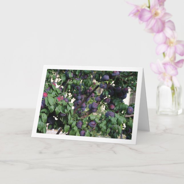 Tarjeta Ciruelas púrpura en el árbol (Orquídea)