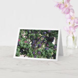 Tarjeta Ciruelas púrpura en el árbol