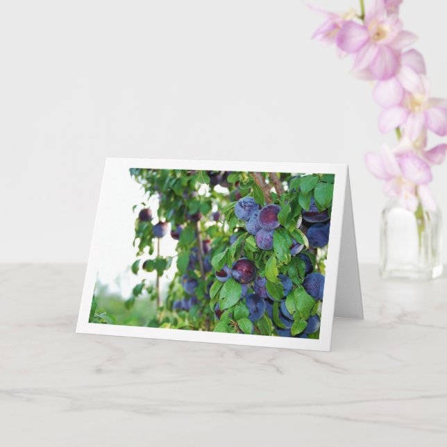 Tarjeta Ciruelas púrpura en el árbol (Orquídea)