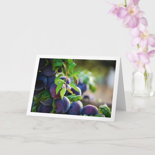 Tarjeta Ciruelas púrpura en el árbol (Orquídea)